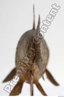 Common chub Squalius cephalus tail 0006.jpg